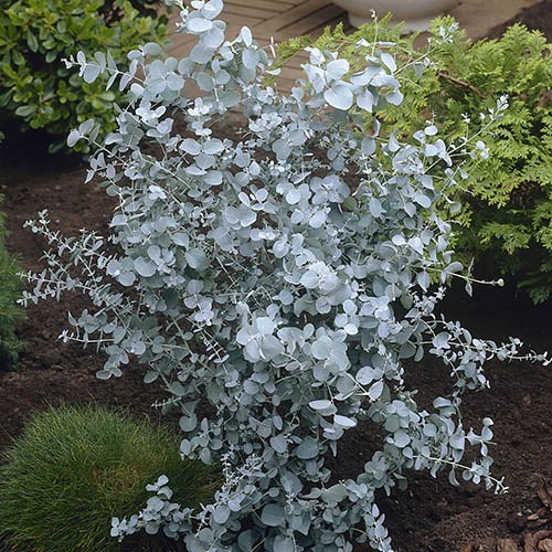 Pair of Eucalyptus gunnii Azura